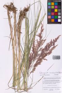 Calamagrostis canescens (Weber) Roth, Eastern Europe, Moscow region (E4a) (Russia)