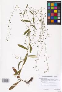 MHA 0 153 107, Myosotis laxa subsp. laxa, Eastern Europe, Central region (E4) (Russia)