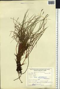 Carex globularis L., Siberia, Baikal & Transbaikal region (S4) (Russia)