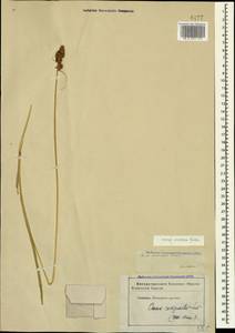 Carex otrubae Podp., Caucasus, Georgia (K4) (Georgia)