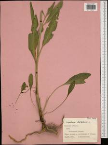 Lepidium latifolium L., Eastern Europe, Central region (E4) (Russia)