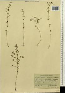 Omphalothrix longipes Maxim., Siberia, Russian Far East (S6) (Russia)