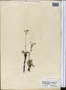 Aulacospermum simplex Rupr., Middle Asia, Northern & Central Tian Shan (M4) (Kyrgyzstan)