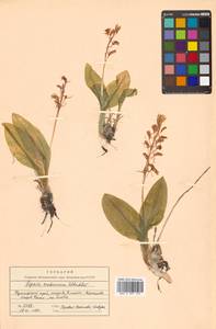 Liparis makinoana Schltr., Siberia, Russian Far East (S6) (Russia)
