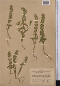 Sideritis montana L., Middle Asia, Western Tian Shan & Karatau (M3) (Uzbekistan)