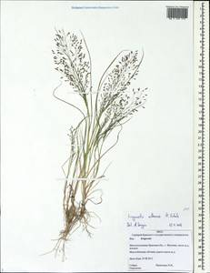 Eragrostis albensis H.Scholz, Eastern Europe, Western region (E3) (Russia)