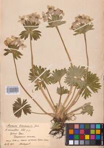 Anemonastrum biarmiense (Juz.) Holub, Eastern Europe (no precise locality) (E0)