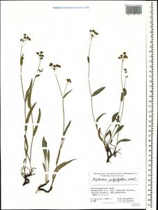 Bupleurum polyphyllum Ledeb., Caucasus, Krasnodar Krai & Adygea (K1a) (Russia)