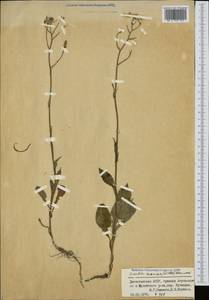 Lactuca racemosa Willd., Caucasus, Dagestan (K2) (Russia)