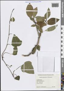 Hedera pastuchovii Woronow ex Woronow, Caucasus, Azerbaijan (K6) (Azerbaijan)