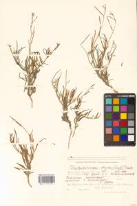 Diptychocarpus strictus (Fisch. ex M.Bieb.) Trautv., Middle Asia, Caspian Ustyurt & Northern Aralia (M8) (Kazakhstan)