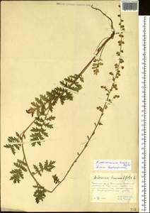 Artemisia maximovicziana (Schum.) Krasch. ex Poljakov, Siberia, Russian Far East (S6) (Russia)