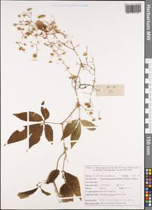 Gynostemma pentaphyllum (Thunb.) Makino, South Asia, South Asia (Asia outside ex-Soviet states and Mongolia) (ASIA) (Vietnam)