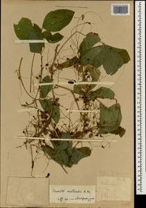 Cuscuta australis R. Br., South Asia, South Asia (Asia outside ex-Soviet states and Mongolia) (ASIA)