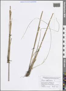 Stipa capillata L., Eastern Europe, Middle Volga region (E8) (Russia)