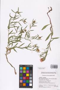 Centaurea trichocephala M. Bieb. ex Willd., Eastern Europe, Lower Volga region (E9) (Russia)