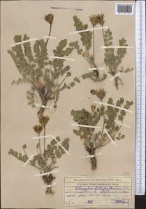 Astragalus platyphyllus Kar. & Kir., Middle Asia, Muyunkumy, Balkhash & Betpak-Dala (M9) (Kazakhstan)