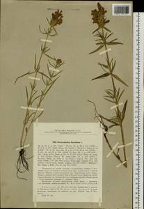 Dracocephalum ruyschiana L., Siberia, Western Siberia (S1) (Russia)