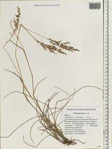 Poa pratensis L., Eastern Europe, Northern region (E1) (Russia)