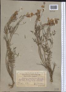 Hedysarum taschkendicum Popov, Middle Asia, Western Tian Shan & Karatau (M3) (Kazakhstan)