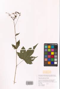 Filipendula glaberrima (Nakai) Nakai, Siberia, Russian Far East (S6) (Russia)