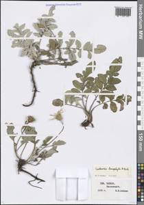 Psephellus leucophyllus (M.Bieb.) C.A.Mey., Caucasus, Stavropol Krai, Karachay-Cherkessia & Kabardino-Balkaria (K1b) (Russia)