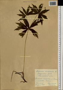 Anemonastrum dichotomum (L.) Mosyakin, Siberia, Yakutia (S5) (Russia)