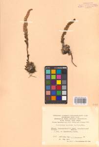 Orostachys spinosa (L.) Sweet, Eastern Europe, Eastern region (E10) (Russia)