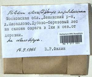 Ptilidium pulcherrimum (Weber) Vain., Bryophytes, Bryophytes - Moscow City & Moscow Oblast (B6a) (Russia)