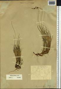Carex bigelowii subsp. dacica (Heuff.) T.V.Egorova, Siberia, Western Siberia (S1) (Russia)