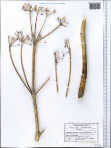 Ferula violacea Korovin, Middle Asia, Pamir & Pamiro-Alai (M2) (Tajikistan)