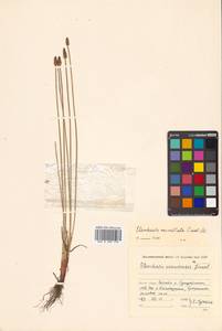 Eleocharis mamillata (H.Lindb.) H.Lindb., Siberia, Russian Far East (S6) (Russia)