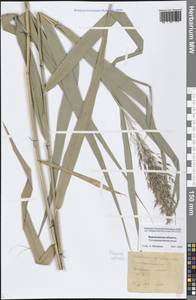 Phragmites australis (Cav.) Trin. ex Steud., Eastern Europe, Central forest-and-steppe region (E6) (Russia)