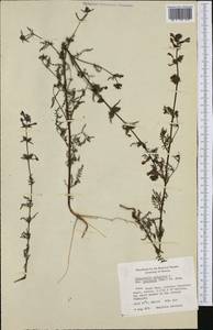 Pedicularis palustris subsp. opsiantha (E. L. Ekman) Almq., Western Europe (EUR) (Finland)