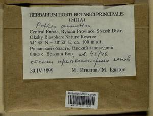 Pohlia annotina (Hedw.) Lindb., Bryophytes, Bryophytes - Middle Russia (B6) (Russia)