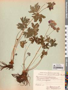 Geranium erianthum DC., Siberia, Chukotka & Kamchatka (S7) (Russia)