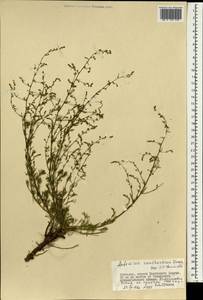 Artemisia xanthochroa Krasch., Mongolia (MONG) (Mongolia)