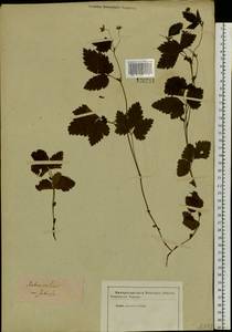 Rubus arcticus L., Siberia, Baikal & Transbaikal region (S4) (Russia)