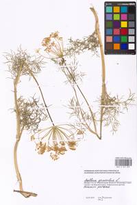 Anethum graveolens L., Eastern Europe, Moscow region (E4a) (Russia)