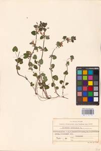 MHA 0 155 756, Glechoma hederacea L., Eastern Europe, Lower Volga region (E9) (Russia)