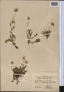 Psychrogeton cabulicus Boiss., Middle Asia, Western Tian Shan & Karatau (M3) (Uzbekistan)