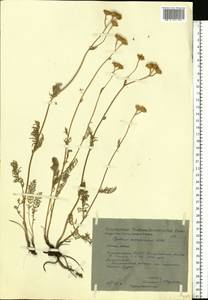 Tanacetum millefolium (L.) Tzvelev, Eastern Europe, Eastern region (E10) (Russia)