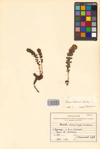 Rhodiola rosea L., Siberia, Russian Far East (S6) (Russia)