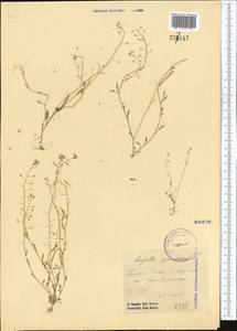Hornungia procumbens (L.) Hayek, Middle Asia, Syr-Darian deserts & Kyzylkum (M7) (Uzbekistan)