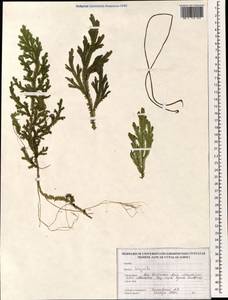 Selaginella, South Asia, South Asia (Asia outside ex-Soviet states and Mongolia) (ASIA) (Malaysia)