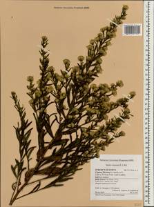 Dittrichia viscosa (L.) Greuter, South Asia, South Asia (Asia outside ex-Soviet states and Mongolia) (ASIA) (Cyprus)