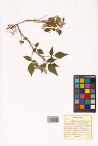 Rubus idaeus subsp. melanolasius Focke, Siberia, Russian Far East (S6) (Russia)