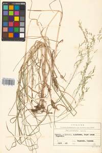 Poa palustris L., Siberia, Russian Far East (S6) (Russia)