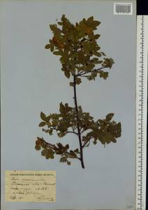 Rosa majalis Herrm., Eastern Europe, Moscow region (E4a) (Russia)