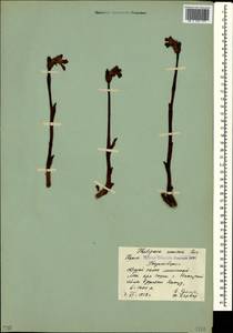 Diphelypaea coccinea (M. Bieb.) Nicolson, Crimea (KRYM) (Russia)